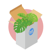 Plant packed in a box ready to send