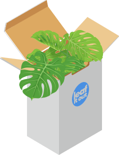 Plant delivery in a box