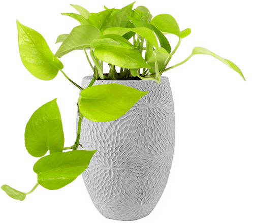 Neon Pothos (Epipremnum aureum 'Neon'
) - from £8