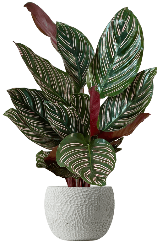 Pinstripe Prayer Plant (Goeppertia ornata (Calathea sanderiana)
) - from £22