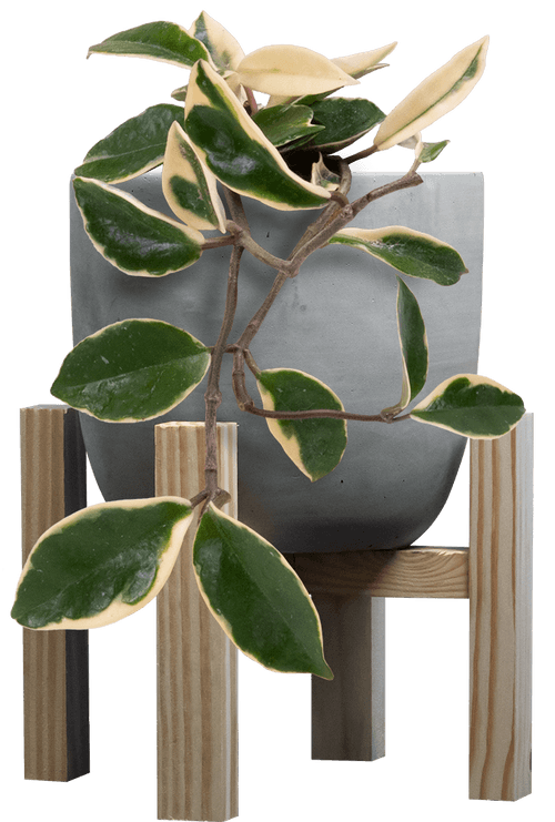 Small Halo Wax Plant (Hoya carnosa 'Albomarginata'
) - from £15