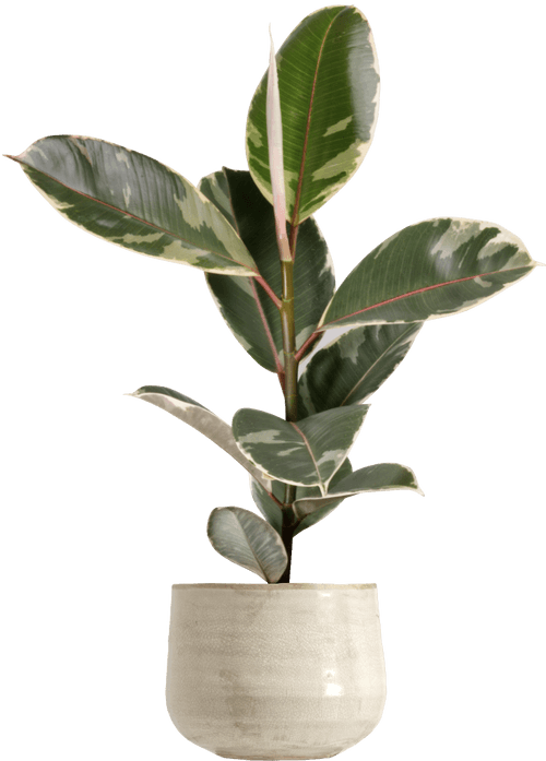 Tineke Rubber Fig (Ficus elastica 'Tineke'
) - from £25