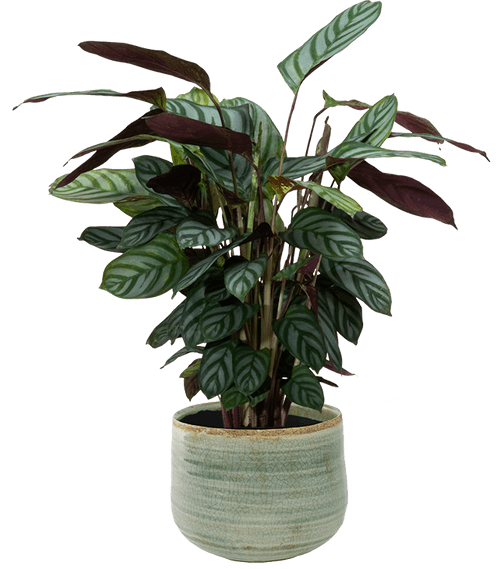 Never Never Plant (Ctenanthe oppenheimiana
) - from £25
