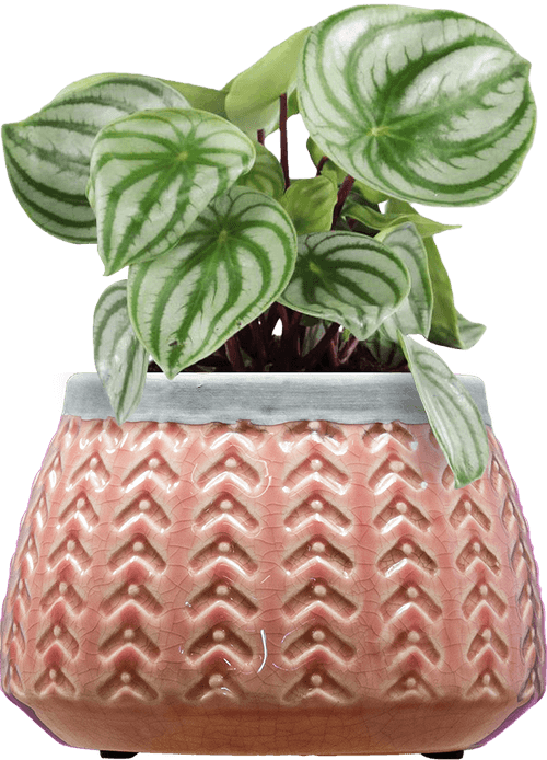 Watermelon Peperomia (Peperomia argyreia
) - from £10