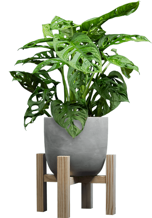 Monkey Mask (Monstera adansonii
) - from £15