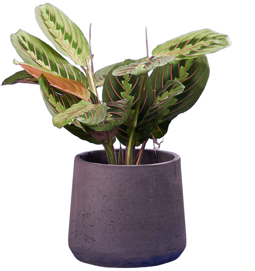Herringbone Prayer Plant (Maranta leuconeura 'Fascinator'
) - from £10