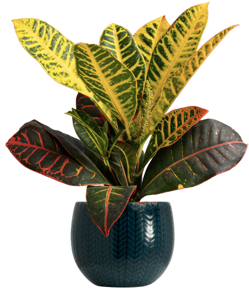 Small Variegated Croton (Codiaeum variegatum 'Petra'
) - from £15