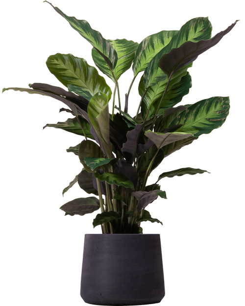 Misto Prayer Plant (Goeppertia louisae 'Misto'
) - from £25