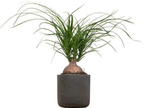 Small Ponytail Palm (Beaucarnea recurvata
) - from £25