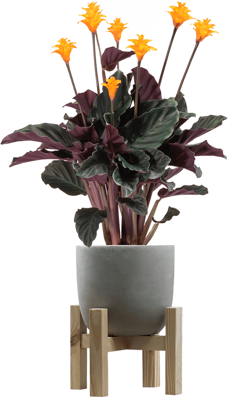 Eternal Flame (Goeppertia crocata 'Tassmania'
) - from £32
