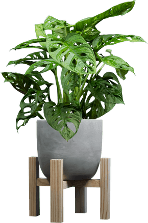 Swiss Cheese Vine (aka Monstera adansonii) in a concrete pot on a plant stand