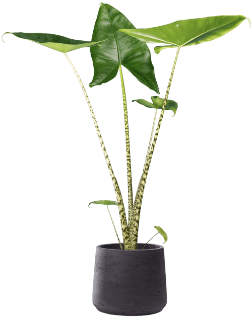 Zebra Elephant Ear (Alocasia zebrina
) - from £10