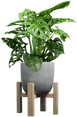 Picture of Monkey Mask Plant (Monstera adansonii) in a grey concrete pot on a wooden plant stand