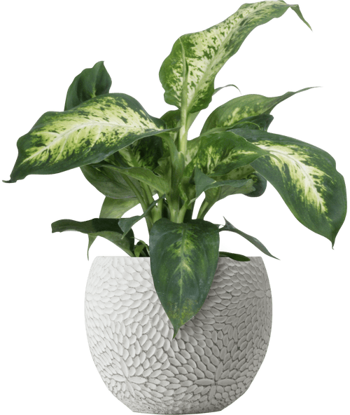'Compact' Dumb Cane (Dieffenbachia seguine 'Compacta'
) - from £8