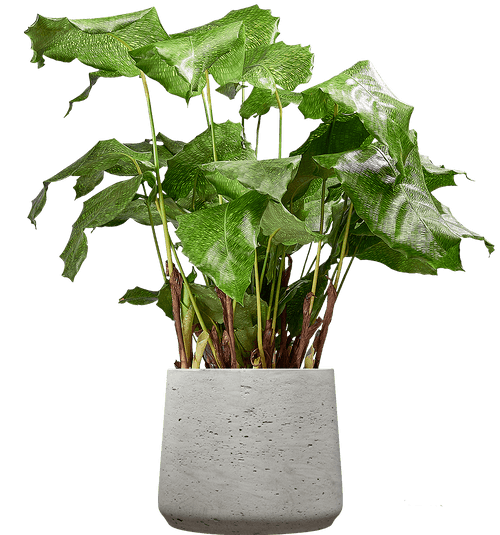 Network Prayer Plant (Goeppertia kegeljanii 'Network' (Calathea musaica 'Network')
) - from £25