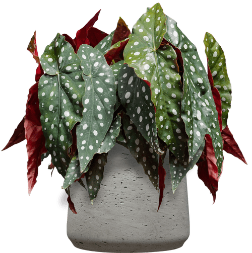 Polka-dot Angelwing (Begonia maculata - 14cm
) - from £19