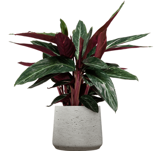 Magicstar Prayer Plant (Stromanthe thalia 'Magicstar'
) - from £25
