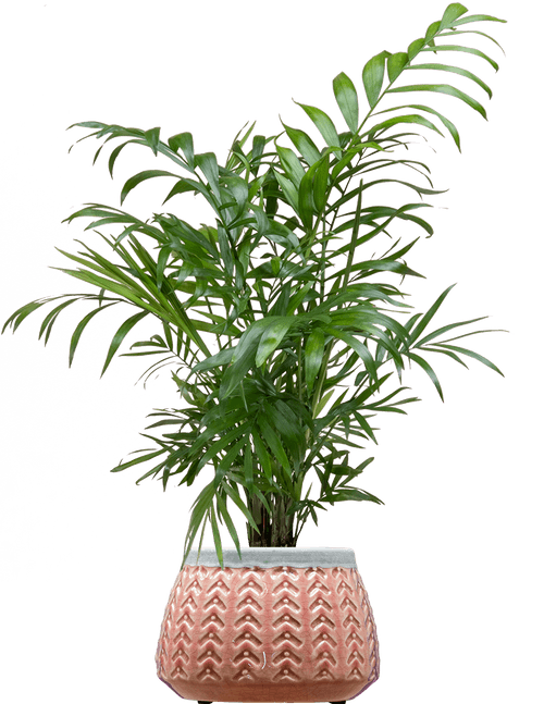 Small Parlour Palm (Chamaedorea elegans
) - from £6