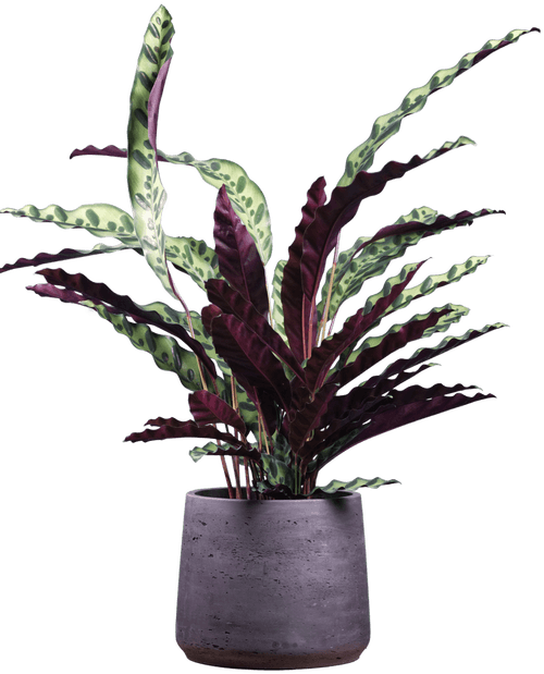 Large Rattlesnake Prayer Plant (Goeppertia insignis
) - from £35