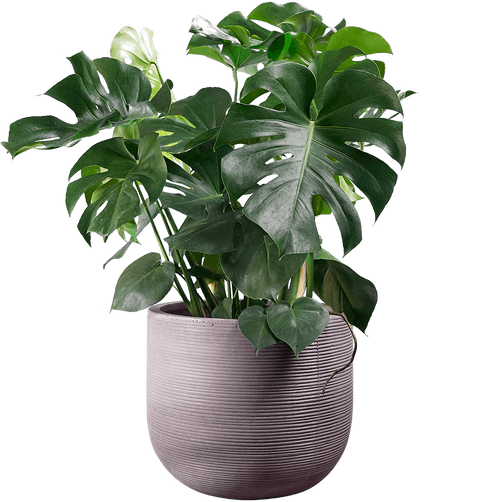 Mature Cheese Plant (Monstera deliciosa
) - from £30