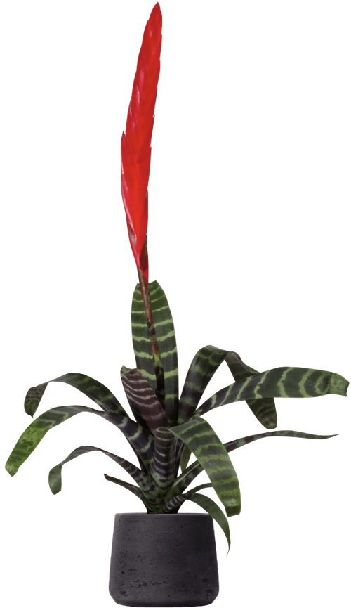 Flaming Sword (Vriesea splendens
) - from £10