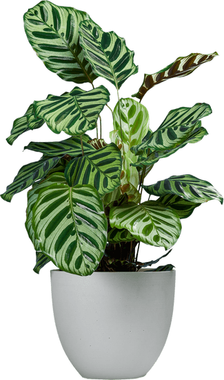Peacock Plant (aka Goeppertia makoyana) in a white pot