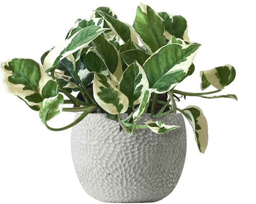 N'Joy Pothos (Epipremnum 'N’Joy'
) - from £22