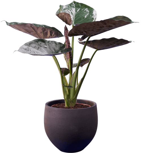 Hardy Elephant Ear (Alocasia wentii
) - from £30