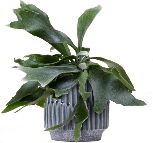 Staghorn Fern (Platycerium bifurcatum
) - from £12