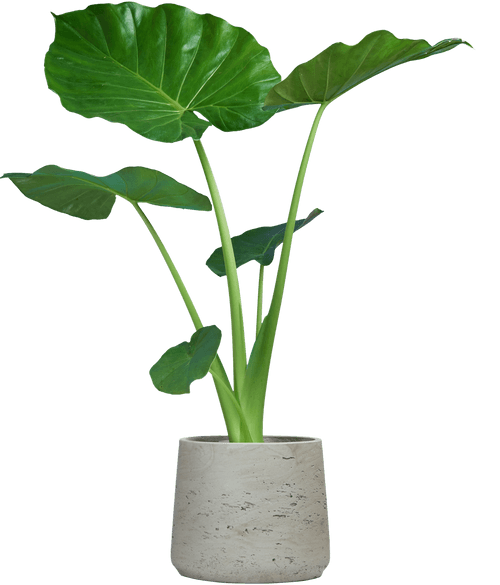 Giant Elephant Ear (Alocasia macrorrhizos
) - from £14