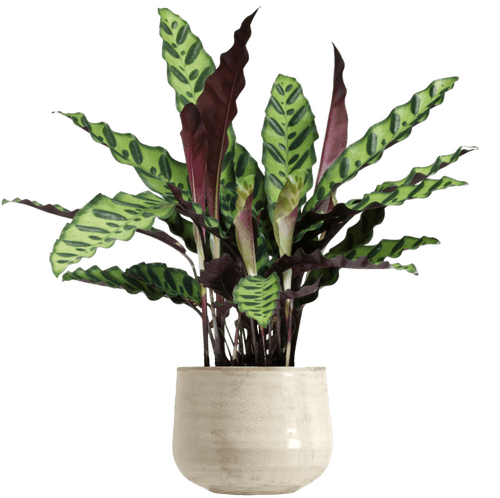 Rattlesnake Prayer Plant (Goeppertia insignis (Calathea lancifolia)
) - from £28