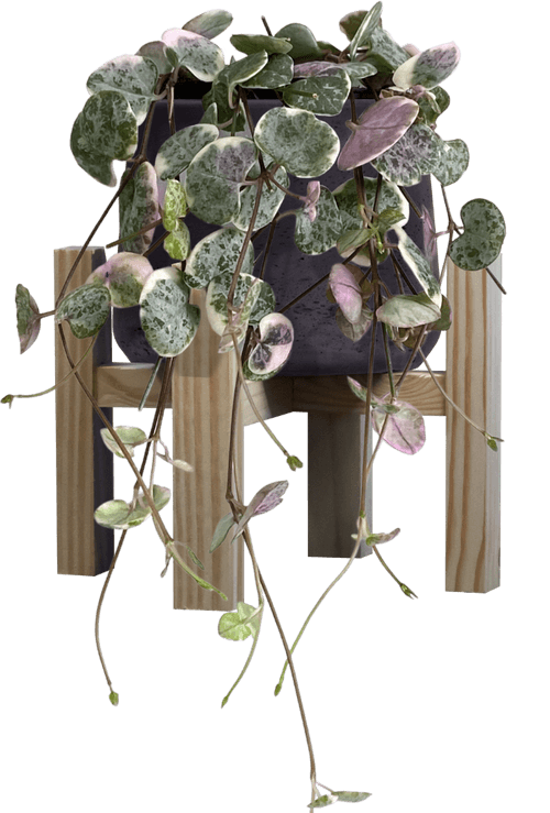 Small Variegated String of Hearts (Ceropegia woodii 'Marlies'
) - from £8