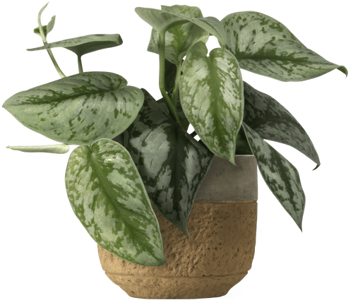 Small Satin Pothos (Scindapsus pictus 'Trebie'
) - from £12