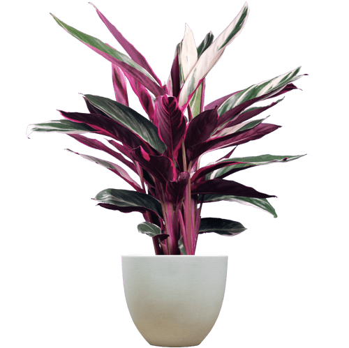 Triostar Prayer Plant (Stromanthe thalia 'Triostar'
) - from £20